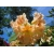 Rododendron Bernstein 5 lat Ro12