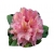 Rododendron Brasilia Ro14