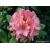 Rododendron Brasilia 5 lat Ro14