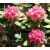 Rododendron Brasilia 5 lat Ro14