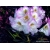Rododendron Brigitte 5 lat Ro15