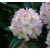 Rododendron Brigitte 5 lat Ro15