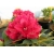 Rododendron Brisanz 5 lat Ro16
