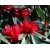 Rododendron Brisanz 5 lat Ro16