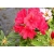 Rododendron Busuki 5 lat Ro17