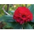 Rododendron Busuki 5 lat Ro17
