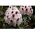 Rododendron Calsap 5 lat Ro72