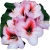 Rododendron Cassata Ro18