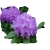 Rododendron Catawbiense Ro19