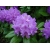 Rododendron Catawbiense 5 lat Ro19