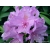 Rododendron Catawbiense 5 lat Ro19