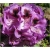 Rododendron Bariton 5 lat Ro1