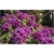 Rododendron Bariton 5 lat Ro1