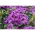 Rododendron Bariton 5 lat Ro1