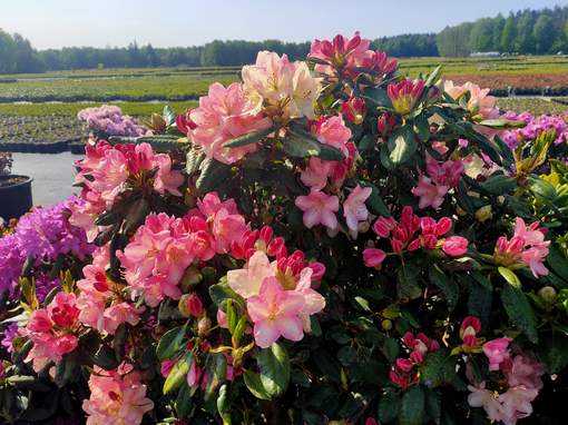 Polecamy Państwu zakup rododendronów już bardzo dużych około metrowej wysokości, w 50 litrowych pojemnikach