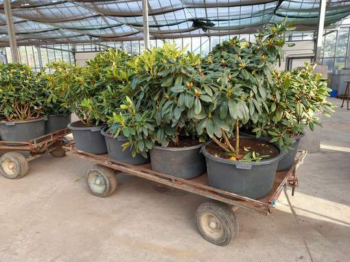 Polecamy Państwu zakup rododendronów już bardzo dużych około metrowej wysokości, w 50 litrowych pojemnikach