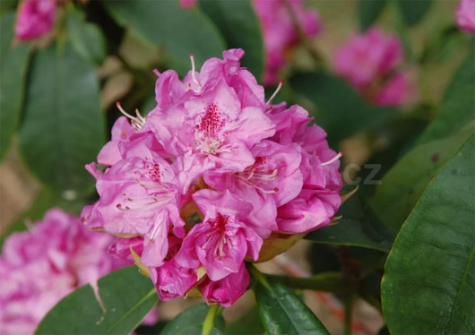 Rododendron czeski Becov purpurowofiolet Rhododendron hybrid Becov Bečov