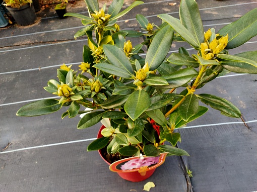 Rododendron królewski Królowa Jadwiga Rhododendron Królowa Jadwiga