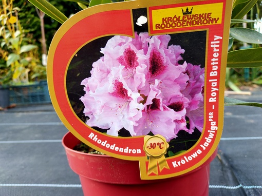 Rododendron królewski Królowa Jadwiga Rhododendron Królowa Jadwiga