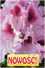 Rododendron królewski Królowa Jadwiga Rhododendron Królowa Jadwiga