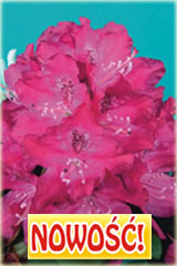 Rododendron królewski Zygmunt III Waza Rhododendron Zygmunt III Waza
