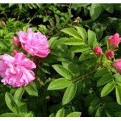 Róża jadalna różowa Passion Rokoko rozx1