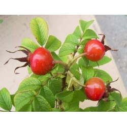 Róża jadalna różowa Passion Rokoko rozx1