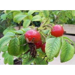 Róża jadalna różowa Passion Rokoko rozx1