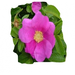 Róża jadalna różowa pomarszczona Rja2