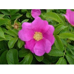 Róża jadalna różowa pomarszczona rozx2