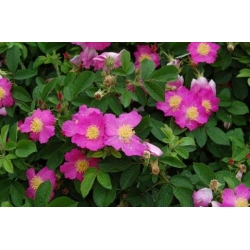 Róża jadalna różowa pomarszczona rozx2