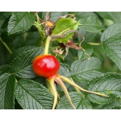 Róża jadalna różowa pomarszczona rozx2