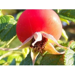 Róża jadalna różowa pomarszczona rozx2