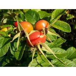 Róża jadalna różowa pomarszczona rozx2