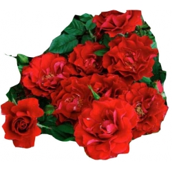 Róża miniaturowa czerwona Ruby Ruby Rmi3