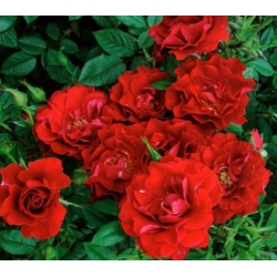 Róża miniaturowa czerwona Ruby Ruby Rmi3