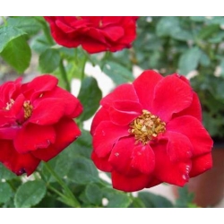 Róża miniaturowa czerwona Ruby Ruby Rmi3