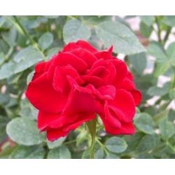 Róża miniaturowa czerwona Ruby Ruby Rmi3