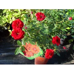 Róża miniaturowa czerwona Ruby Ruby Rmi3