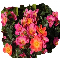 Róża miniaturowa różowa Pink Pins Rmi2