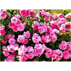 Róża miniaturowa różowa Pink Pins rozx2