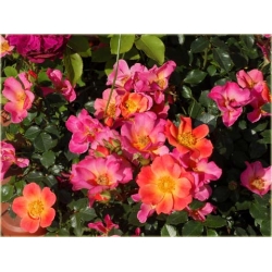 Róża miniaturowa różowa Pink Pins rozx2