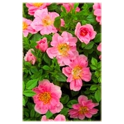 Róża miniaturowa różowa Pink Pins rozx2