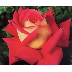 Róża wielkokw bordo-krem Kronenburg rozx15