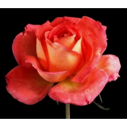 Róża wielkokw bordo-krem Kronenburg rozx15