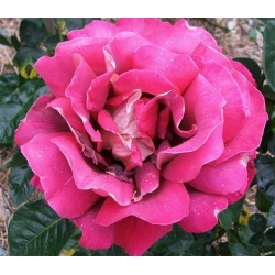 Róża wielkokw bordo-krem Kronenburg rozx15