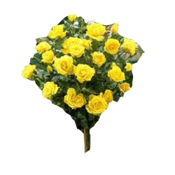 Róża wielkokwiatowa cytrynowa Berolina Rwi8