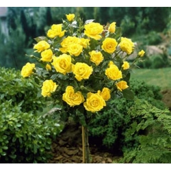 Róża wielkokw cytrynowa Berolina rozx8