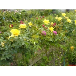 Róża wielkokw cytrynowa Berolina rozx8