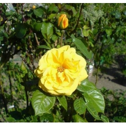 Róża wielkokw cytrynowa Berolina rozx8